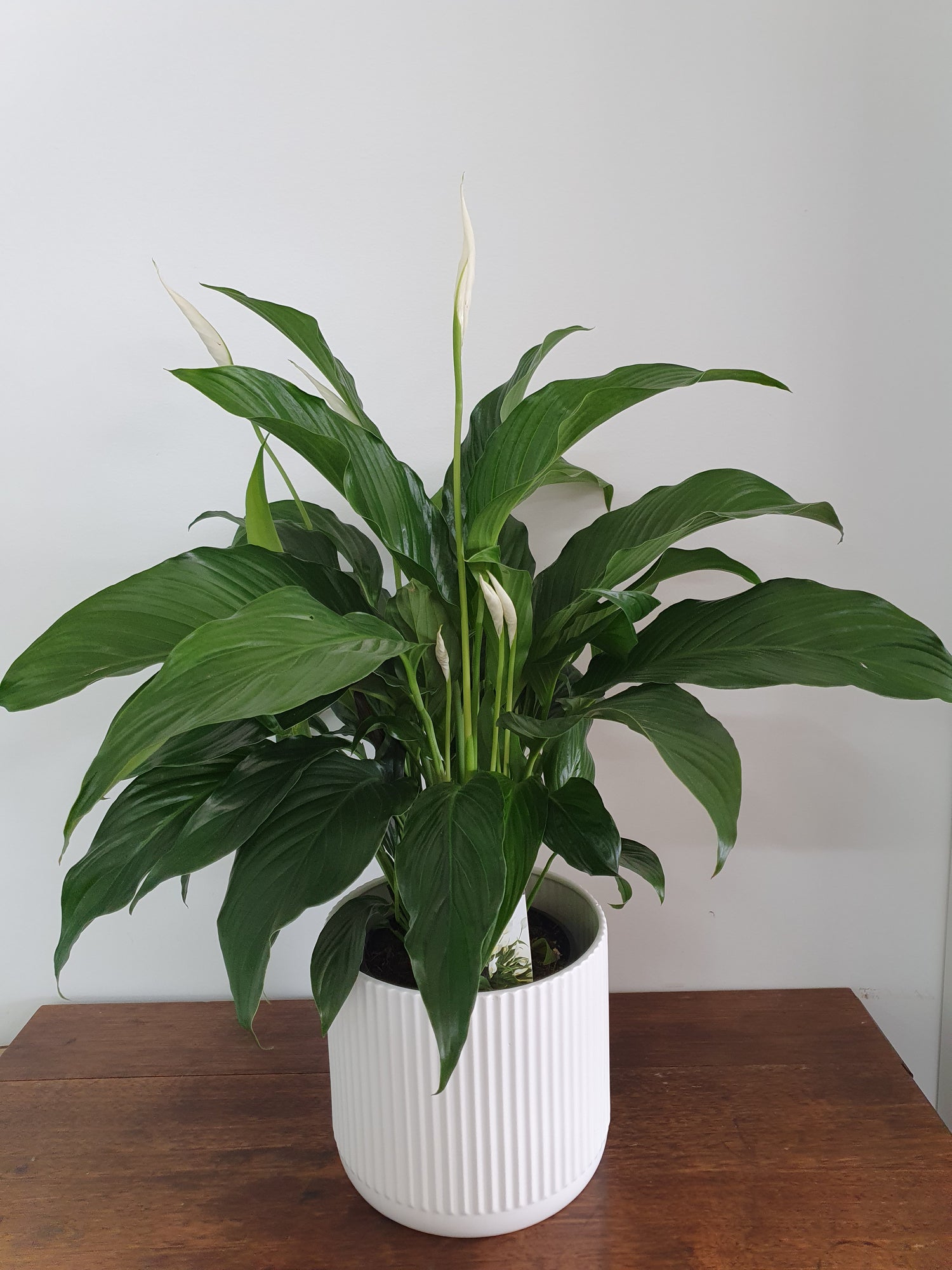 Peace Lily in Ceramic Pot