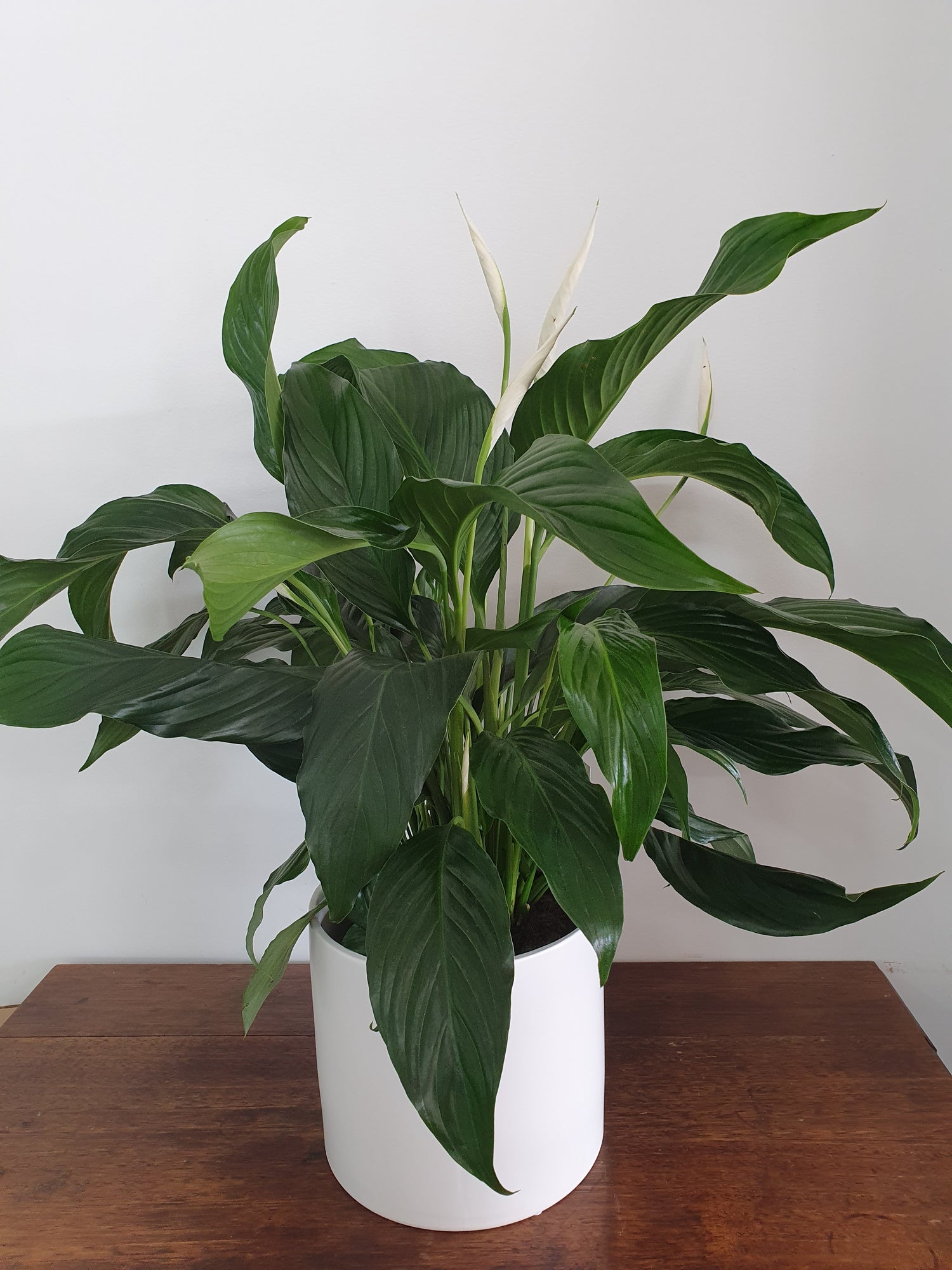Peace Lily in Ceramic Pot