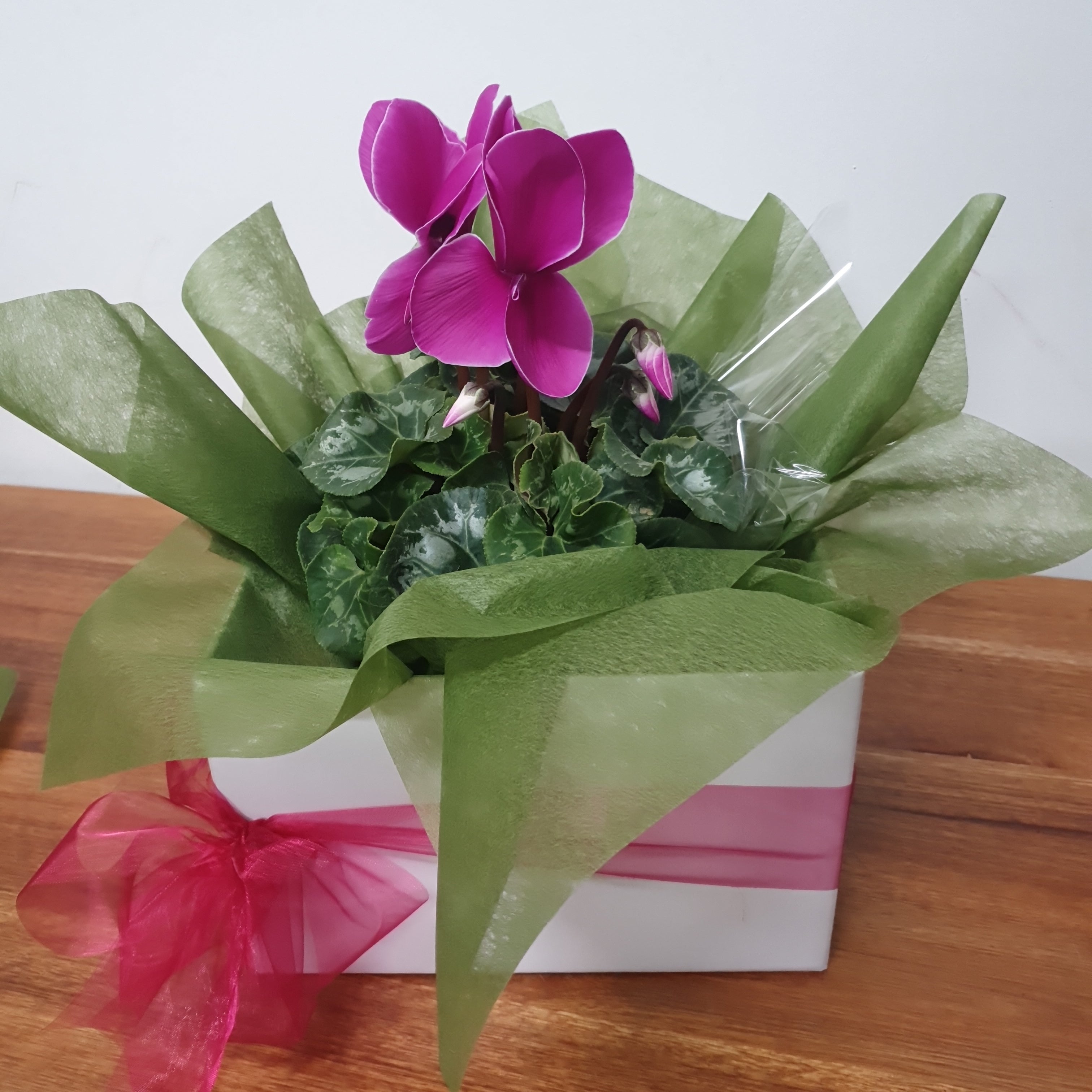 Gift Boxed Cyclamen Plant