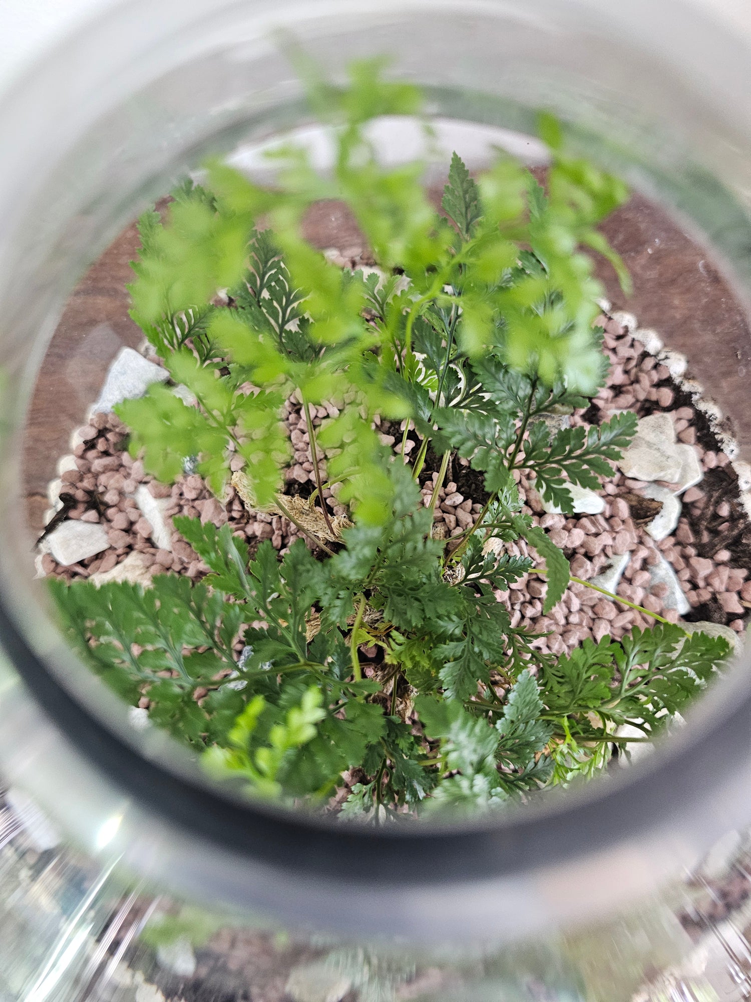 Terrariums