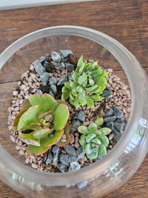 Succulent Terrarium