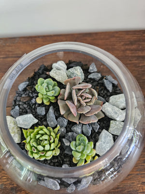 Succulent Terrarium