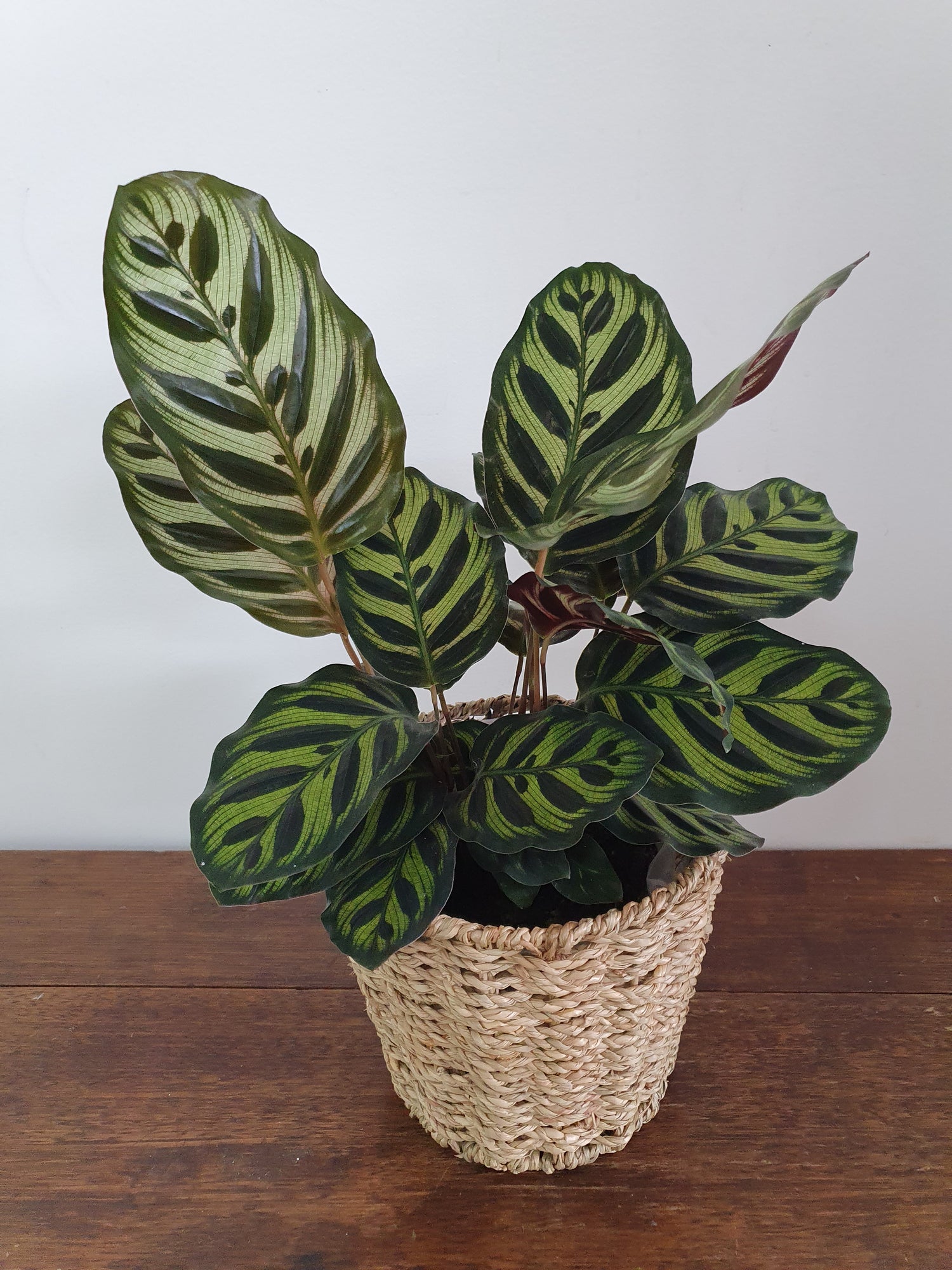 Calathea Indoor Plants