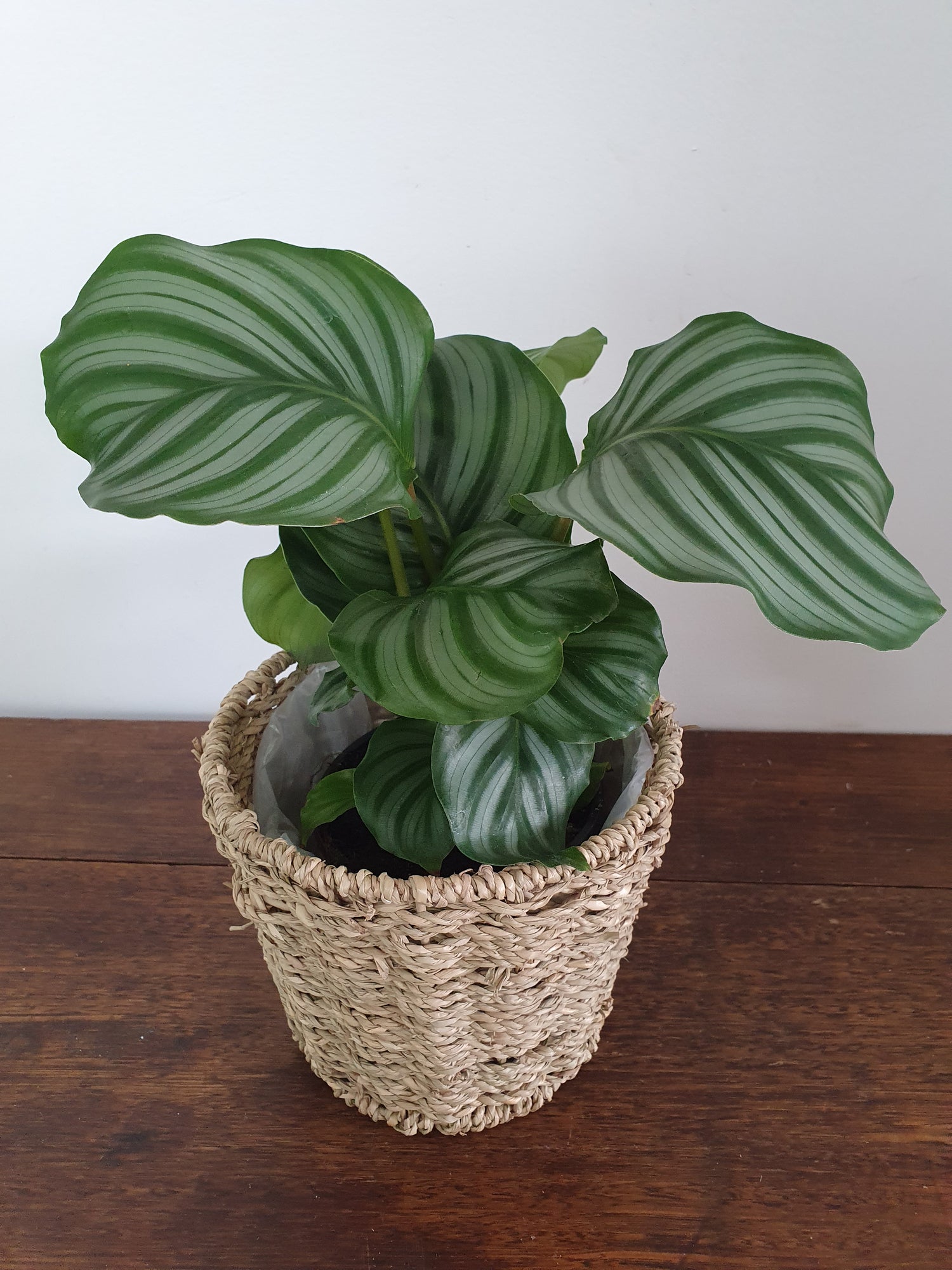 Calathea Indoor Plants