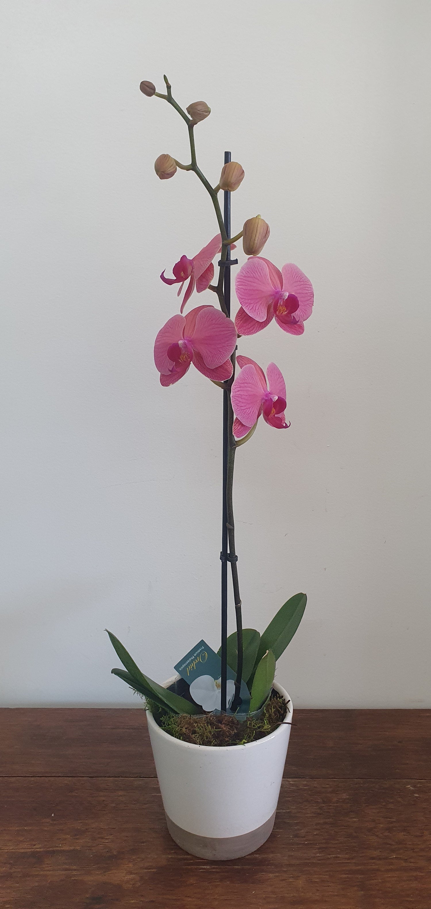 Phalaenopsis Orchids