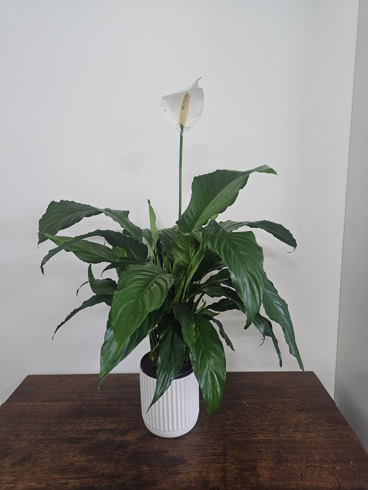 Peace Lily in Ceramic Pot