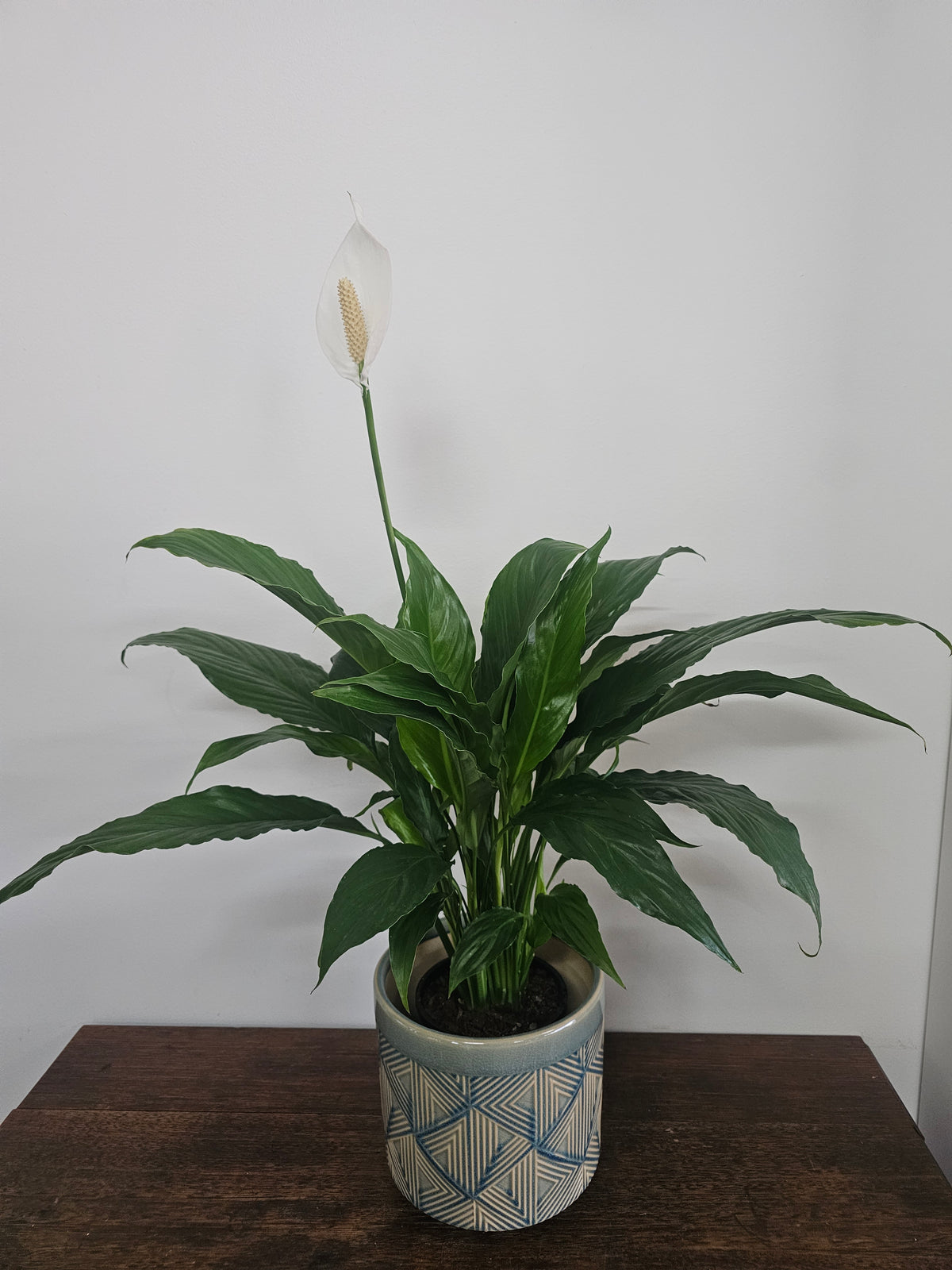 Peace Lily in Ceramic Pot