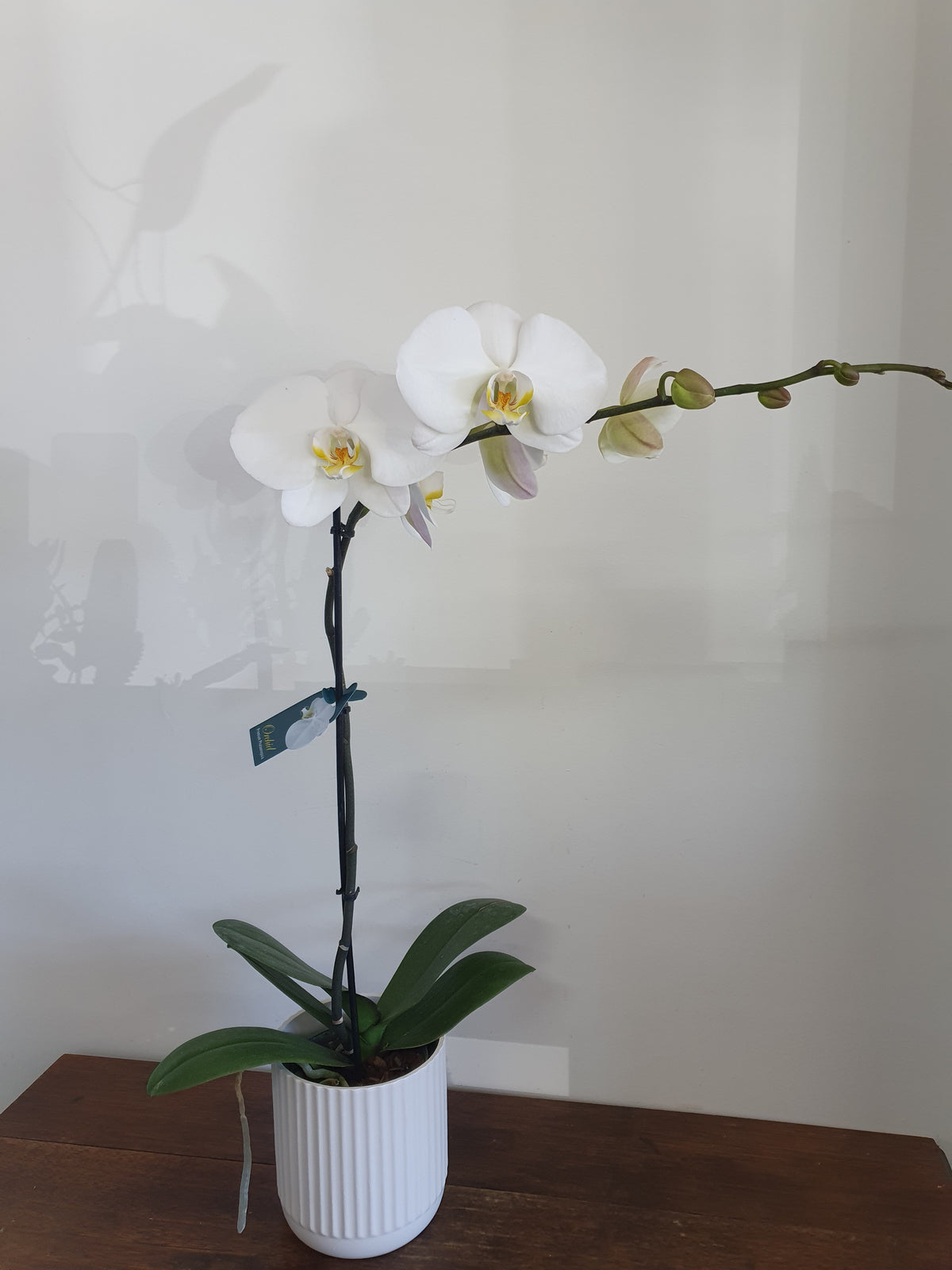 Phalaenopsis Orchids