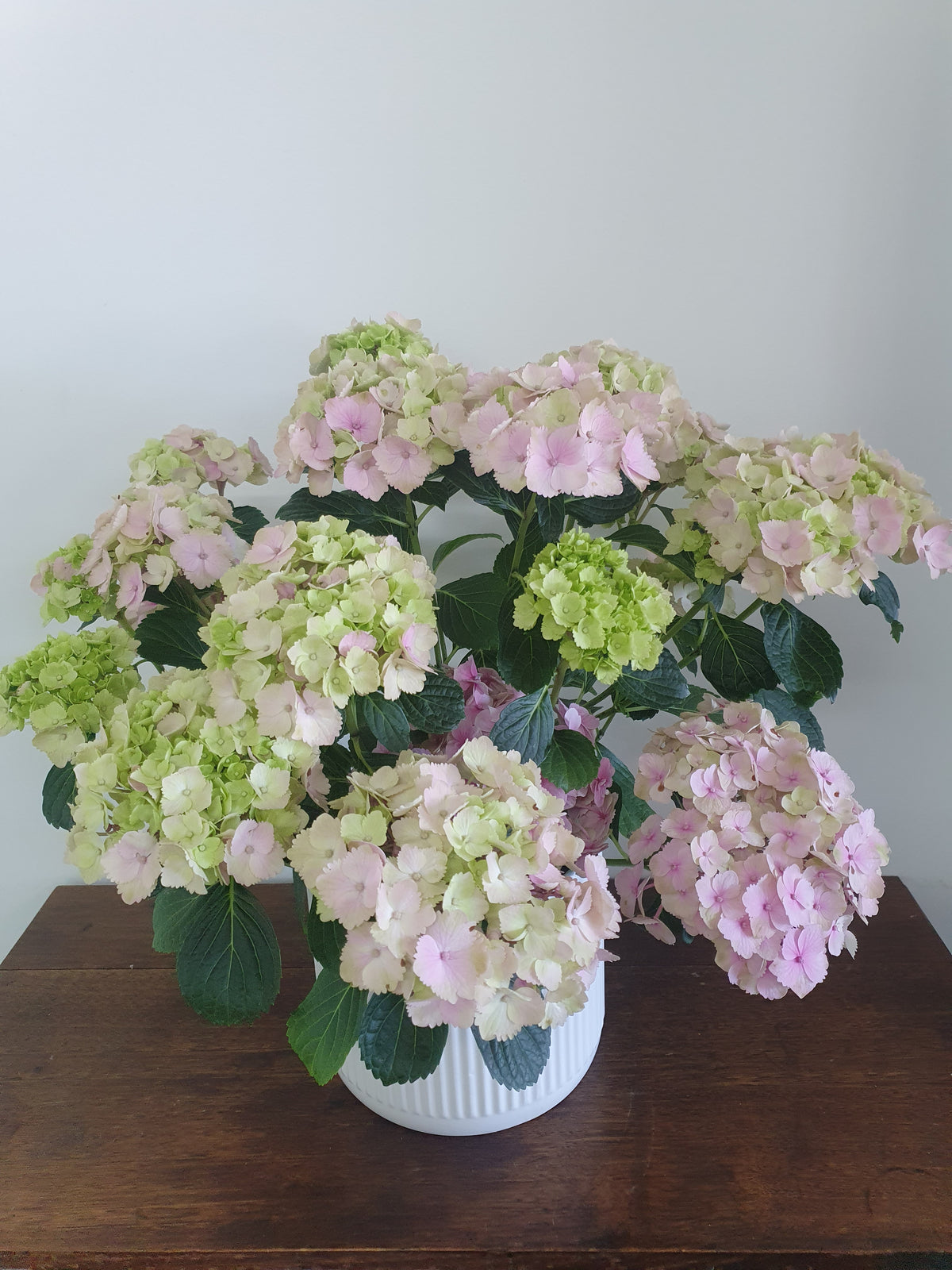 Hyderangea Plant