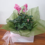 Gift Boxed Cyclamen Plant