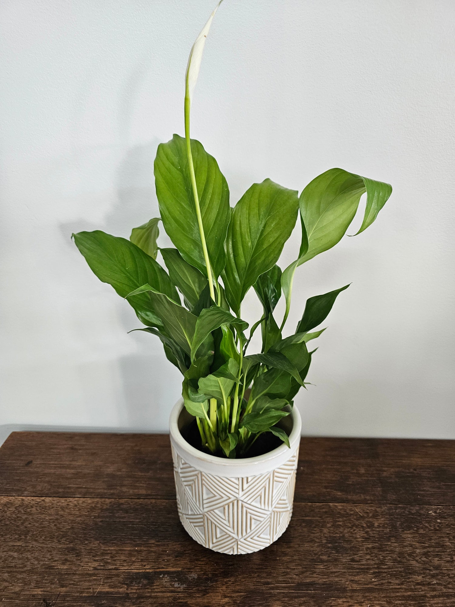 Peace Lily in Ceramic Pot