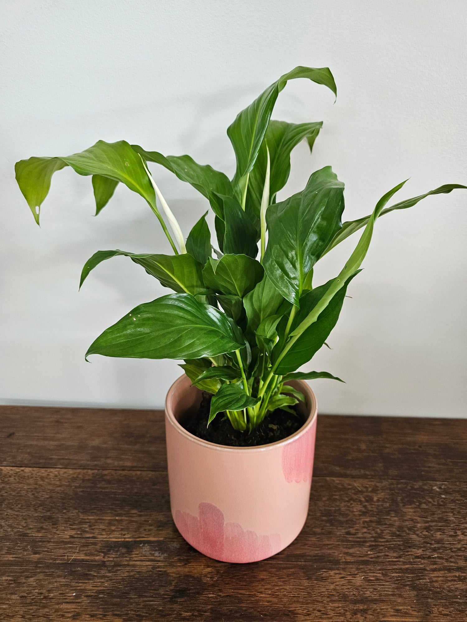 Peace Lily in Ceramic Pot