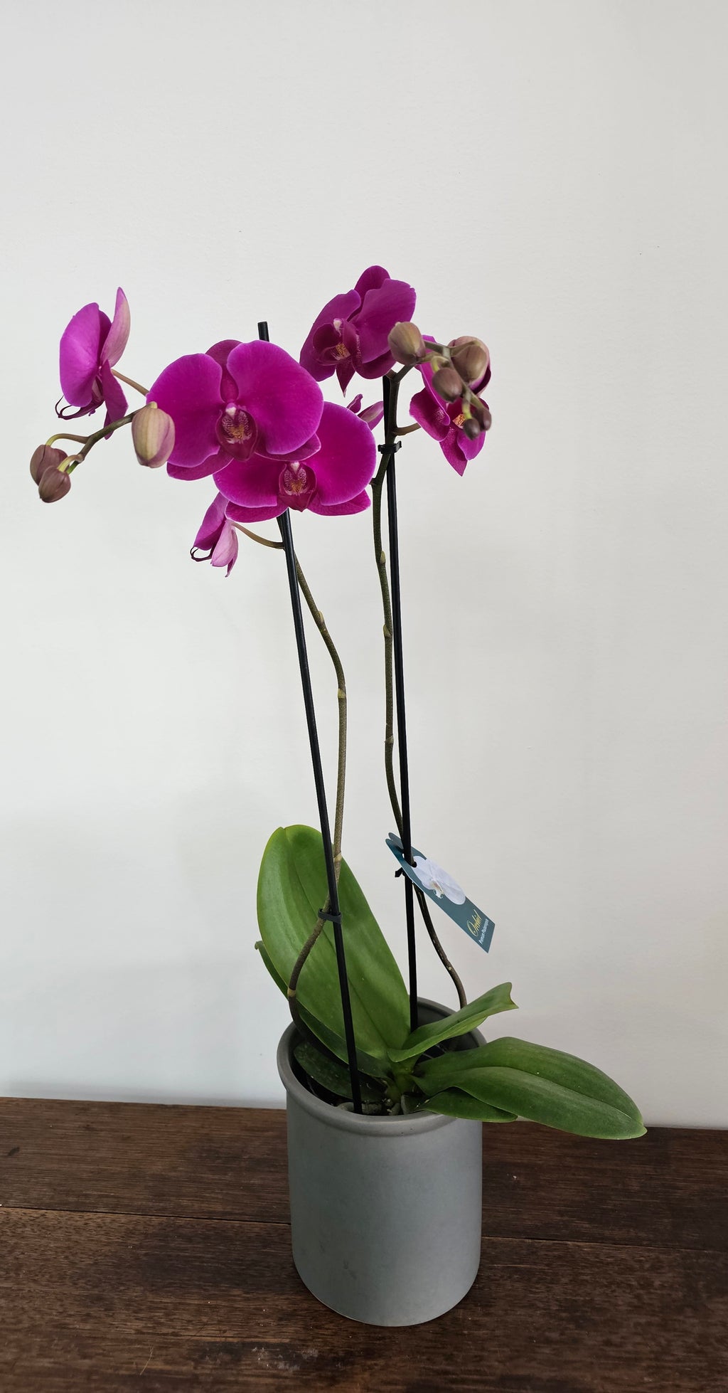 Phalaenopsis Orchid