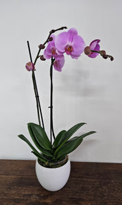 Phalaenopsis Orchid