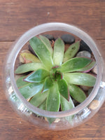 Succulent Terrarium