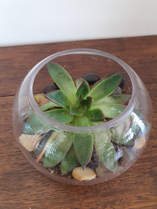 Succulent Terrarium