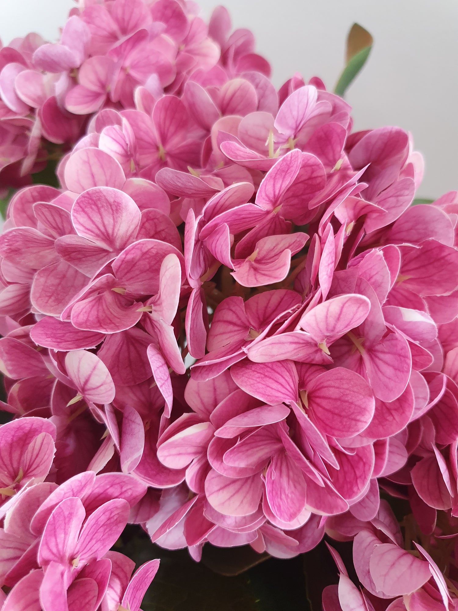 Hyderangea
