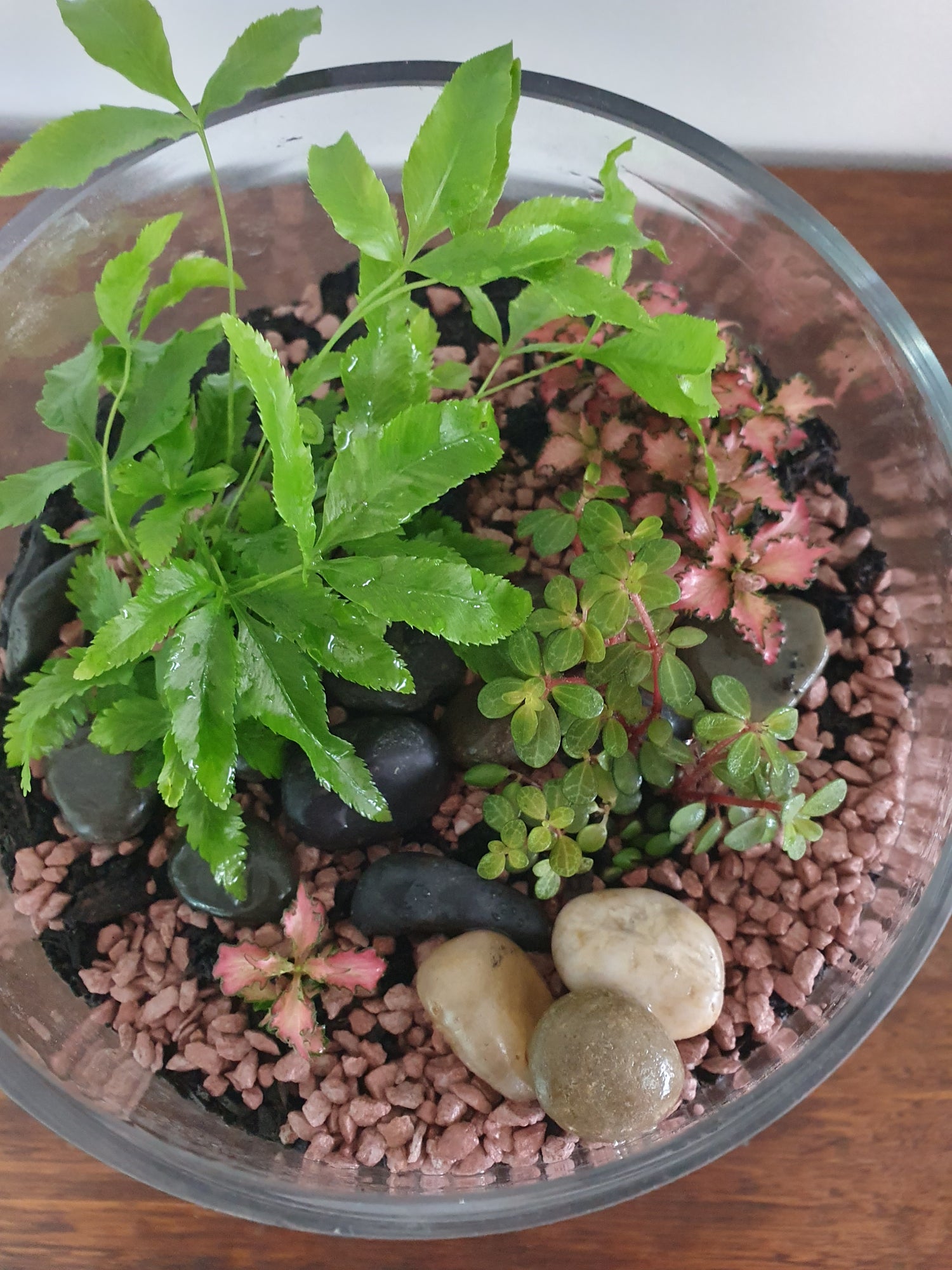Terrariums