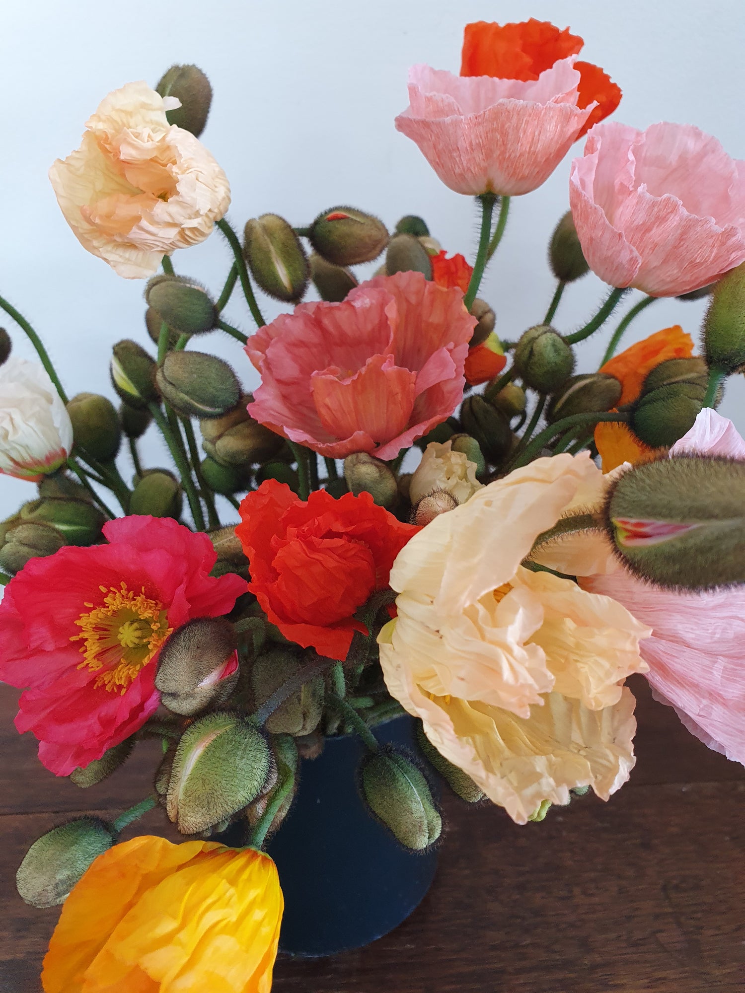Poppies