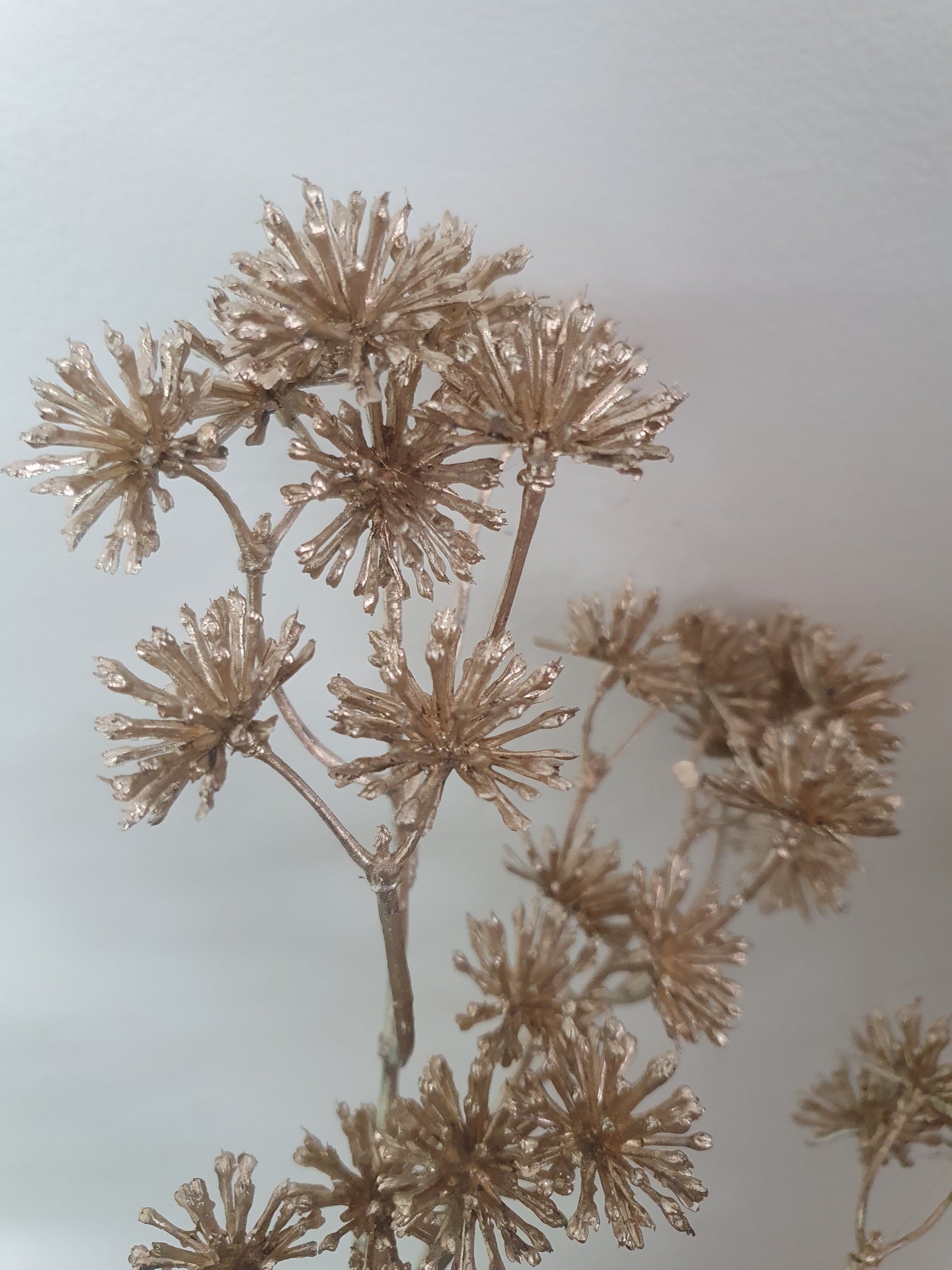 Aralia Metallic Spray