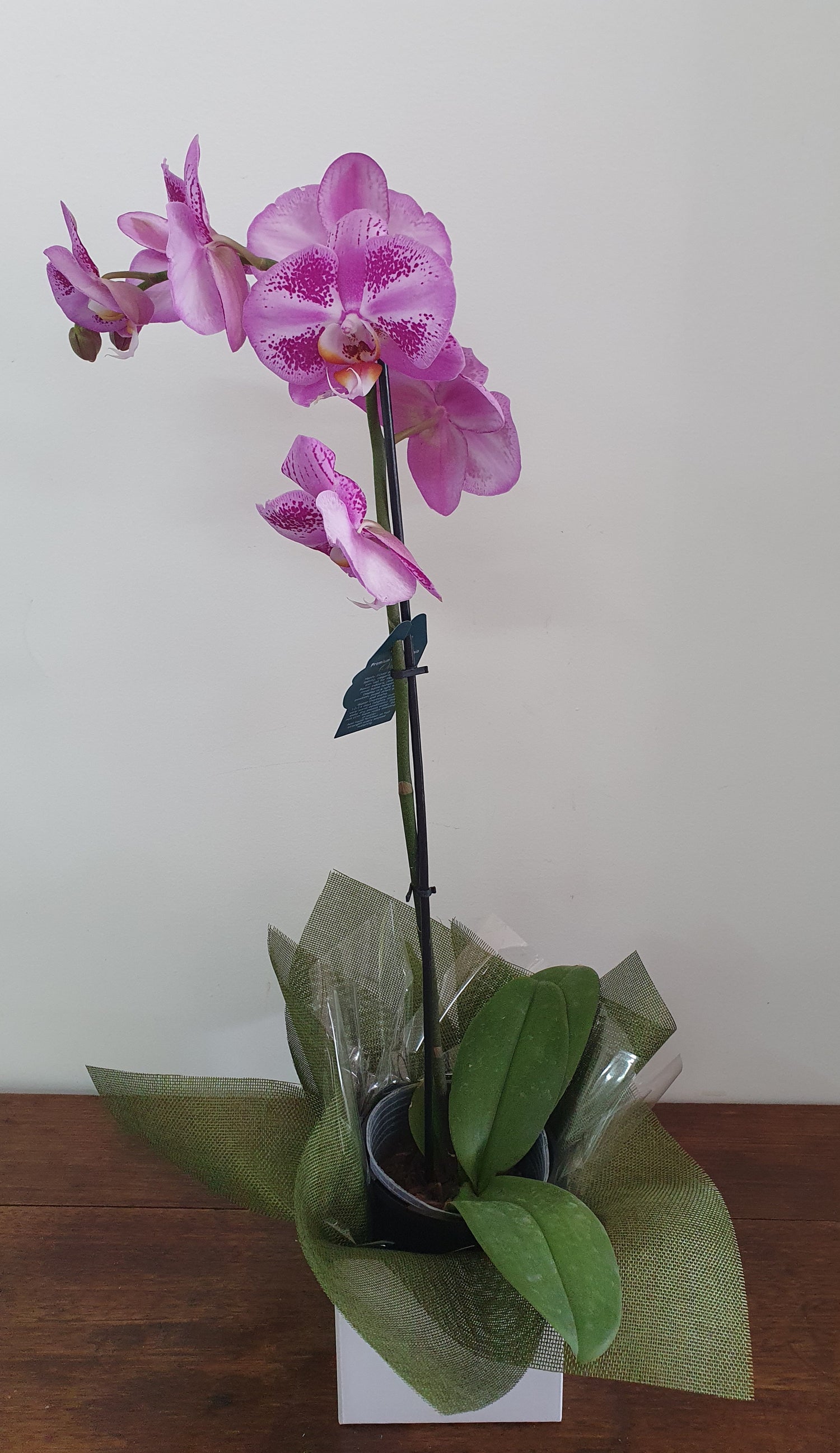 Phalaenopsis Orchid