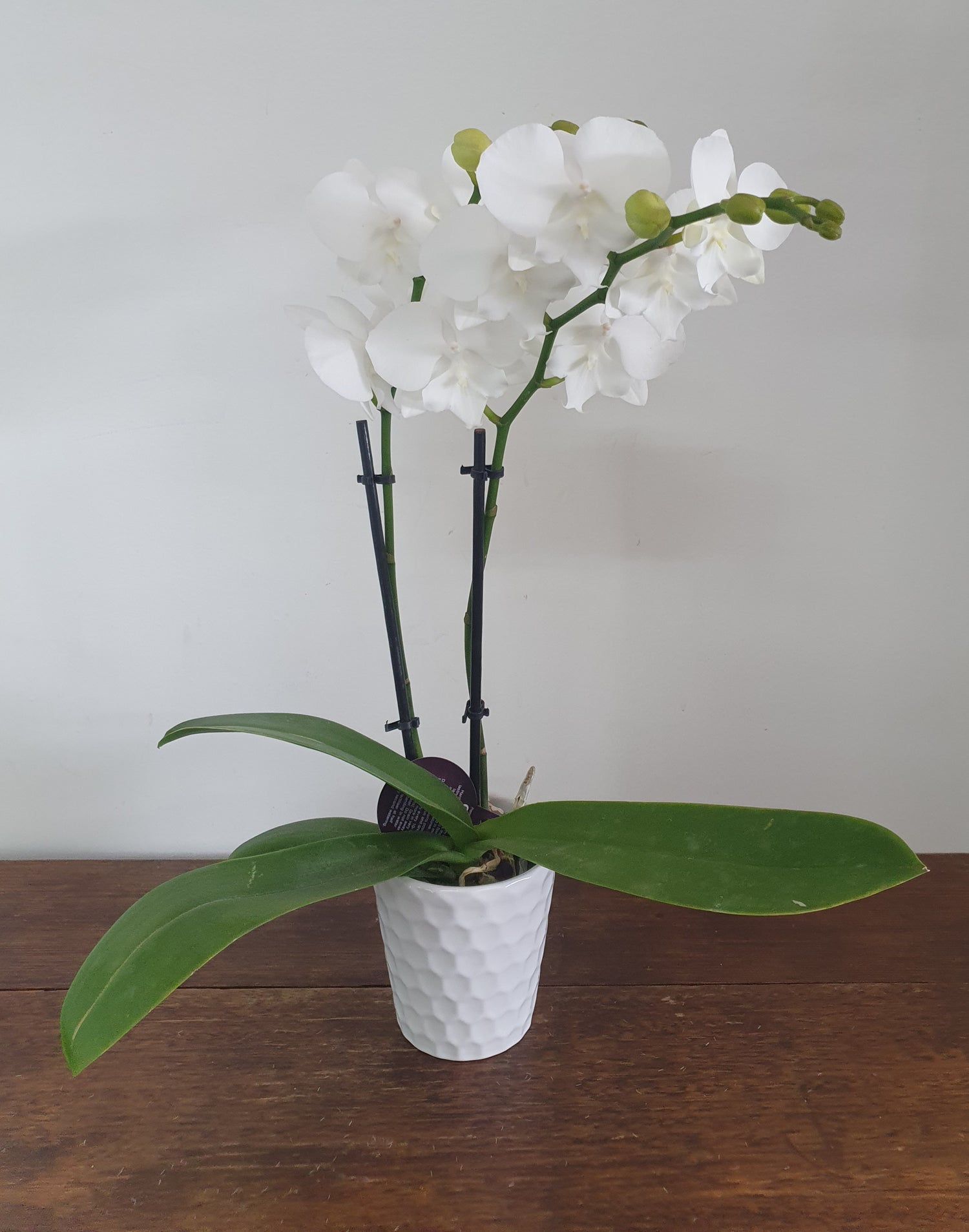 Mini Phalaenopsis Orchids