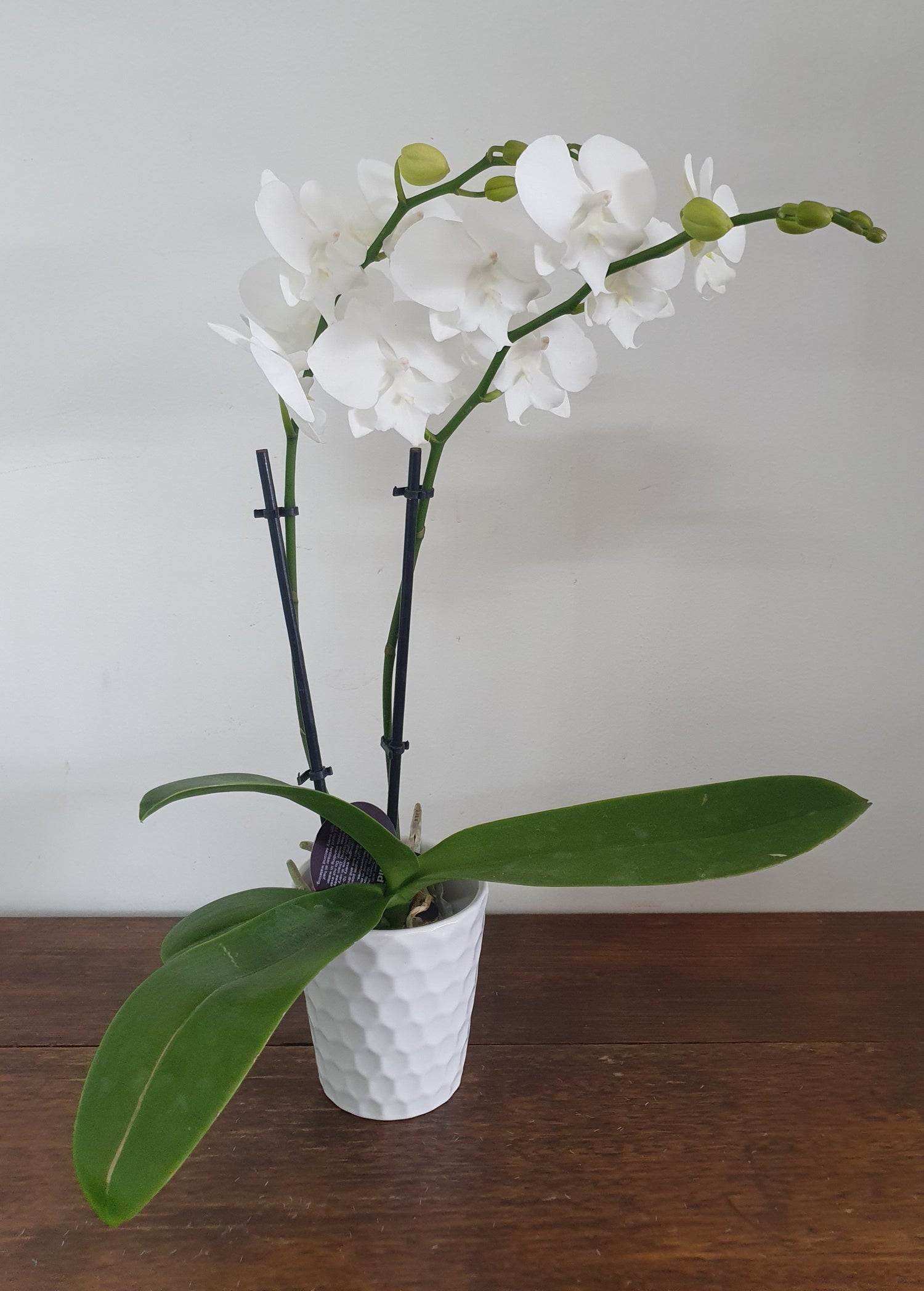 Mini Phalaenopsis Orchids