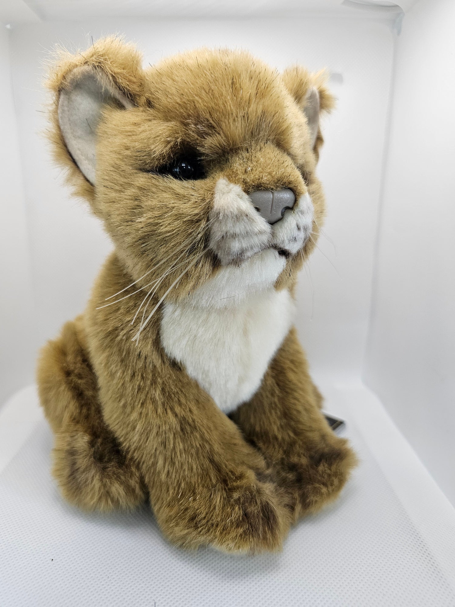 Lion Cub