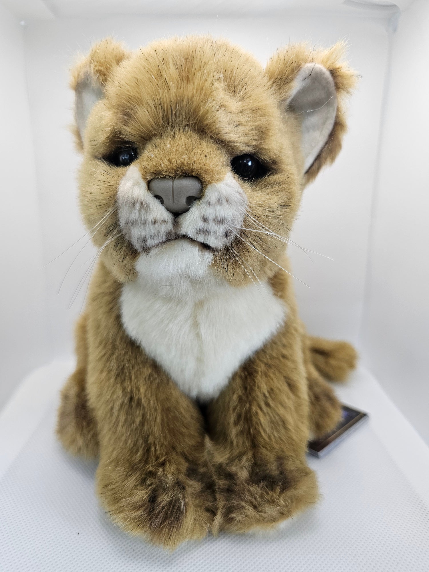 Lion Cub