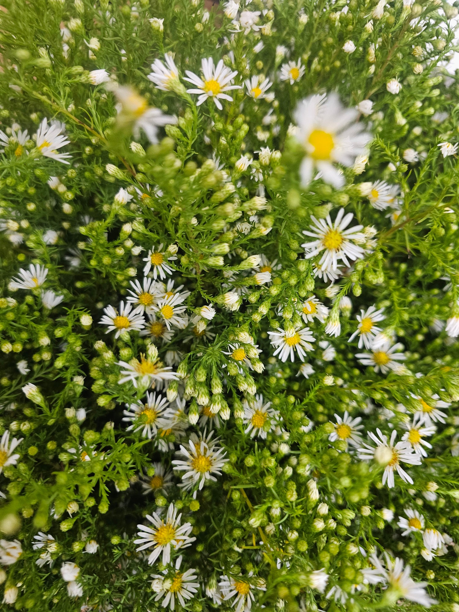 Easter Daisy