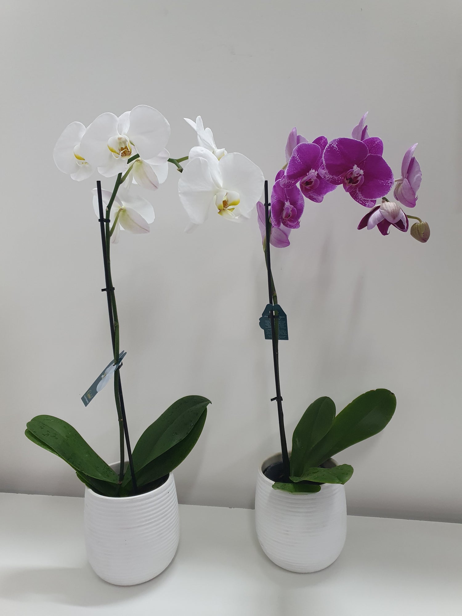 Phalaenopsis Orchids