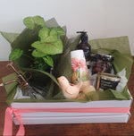 Indoor plant gift hamper
