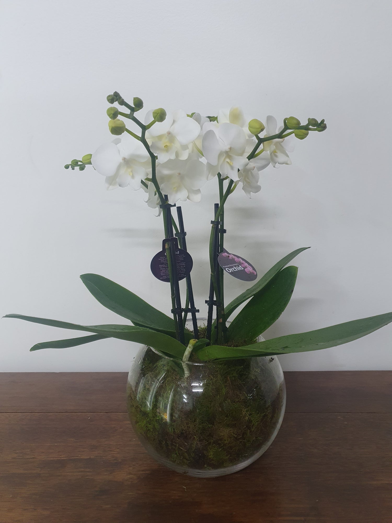 Mini Phalaenopsis in Glass
