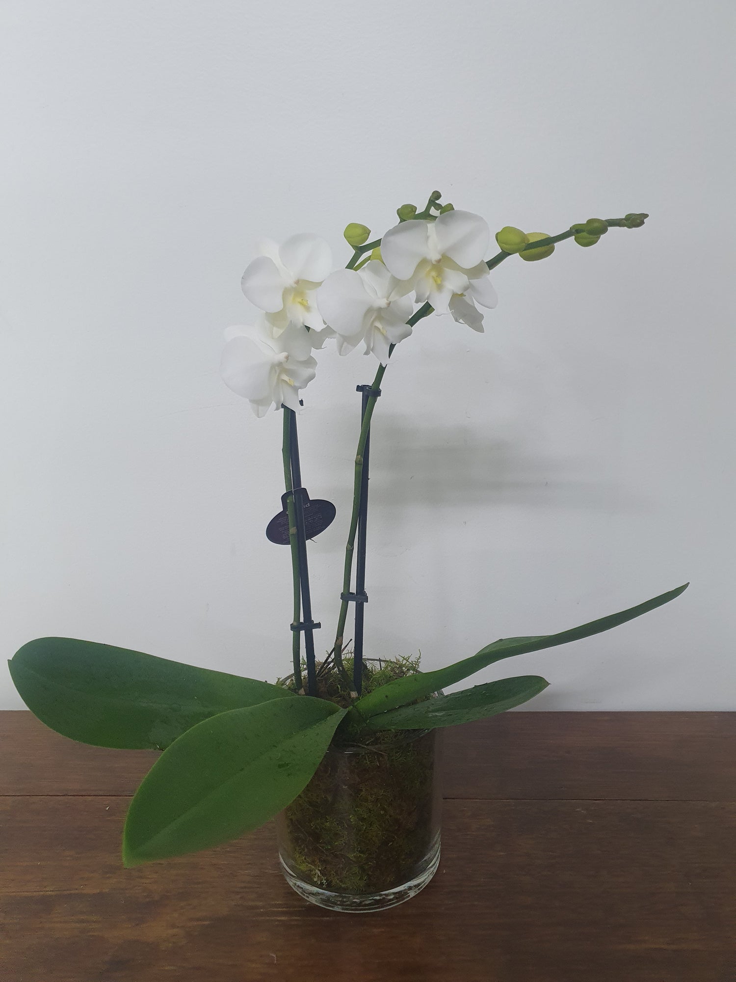Mini Phalaenopsis in Glass