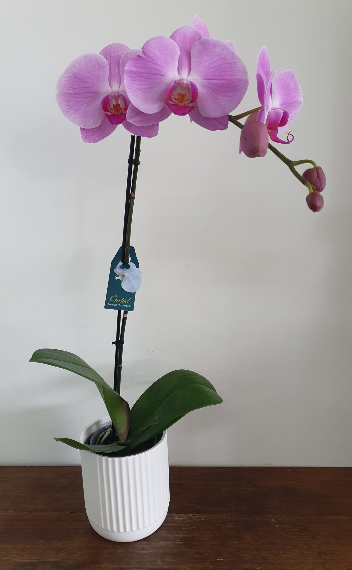 Phalaenopsis Orchids