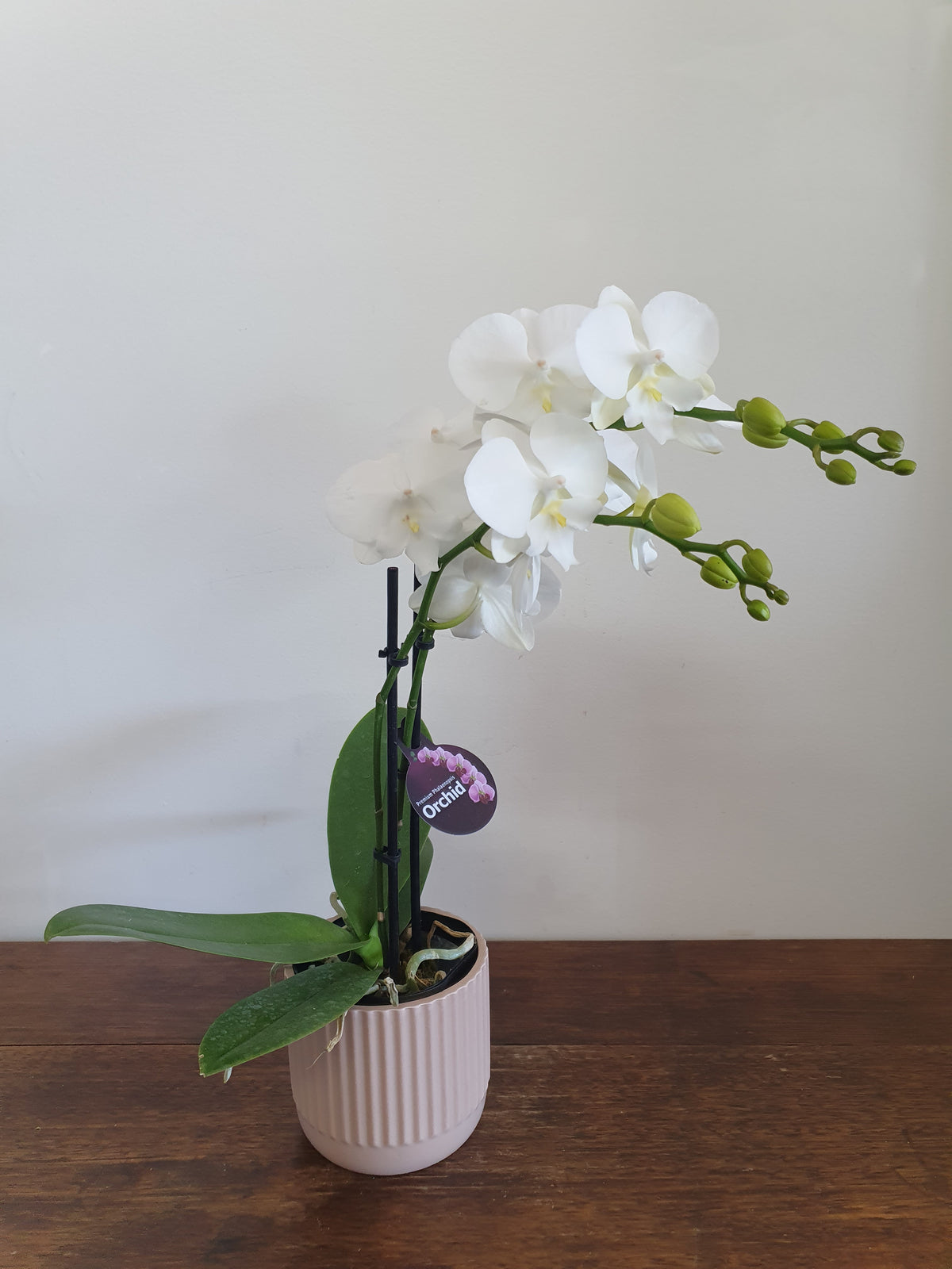 Mini Phalaenopsis Orchids
