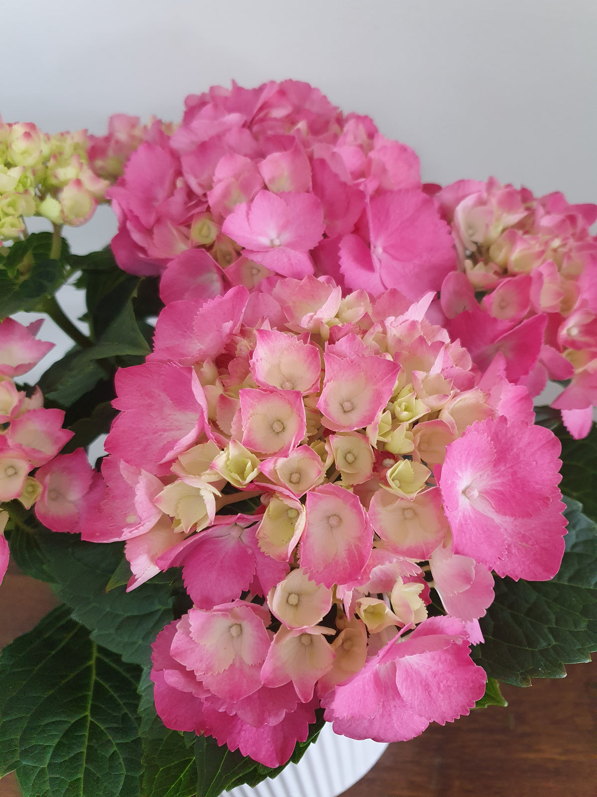 Hyderangea Plant