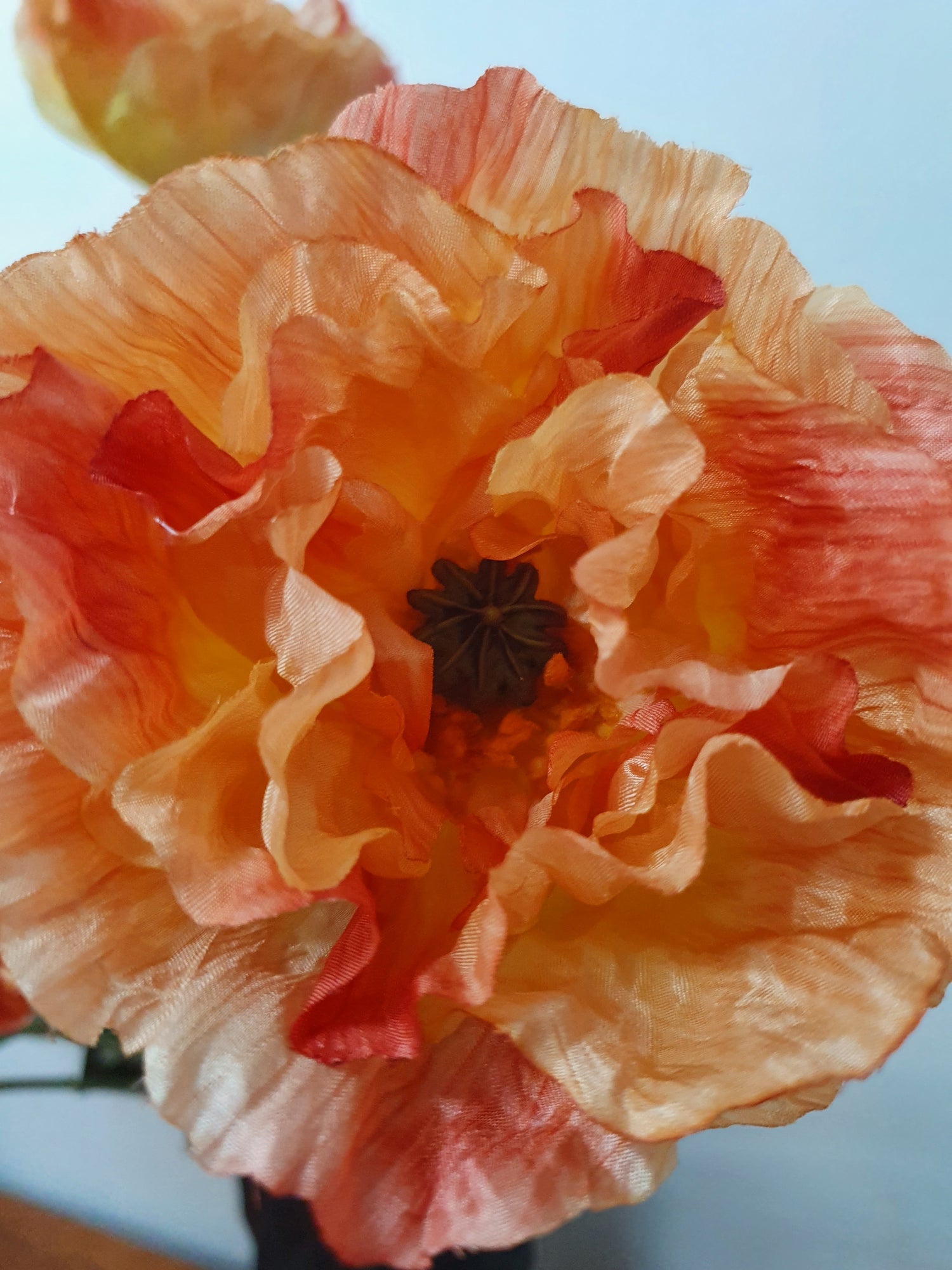 Apricot Poppy