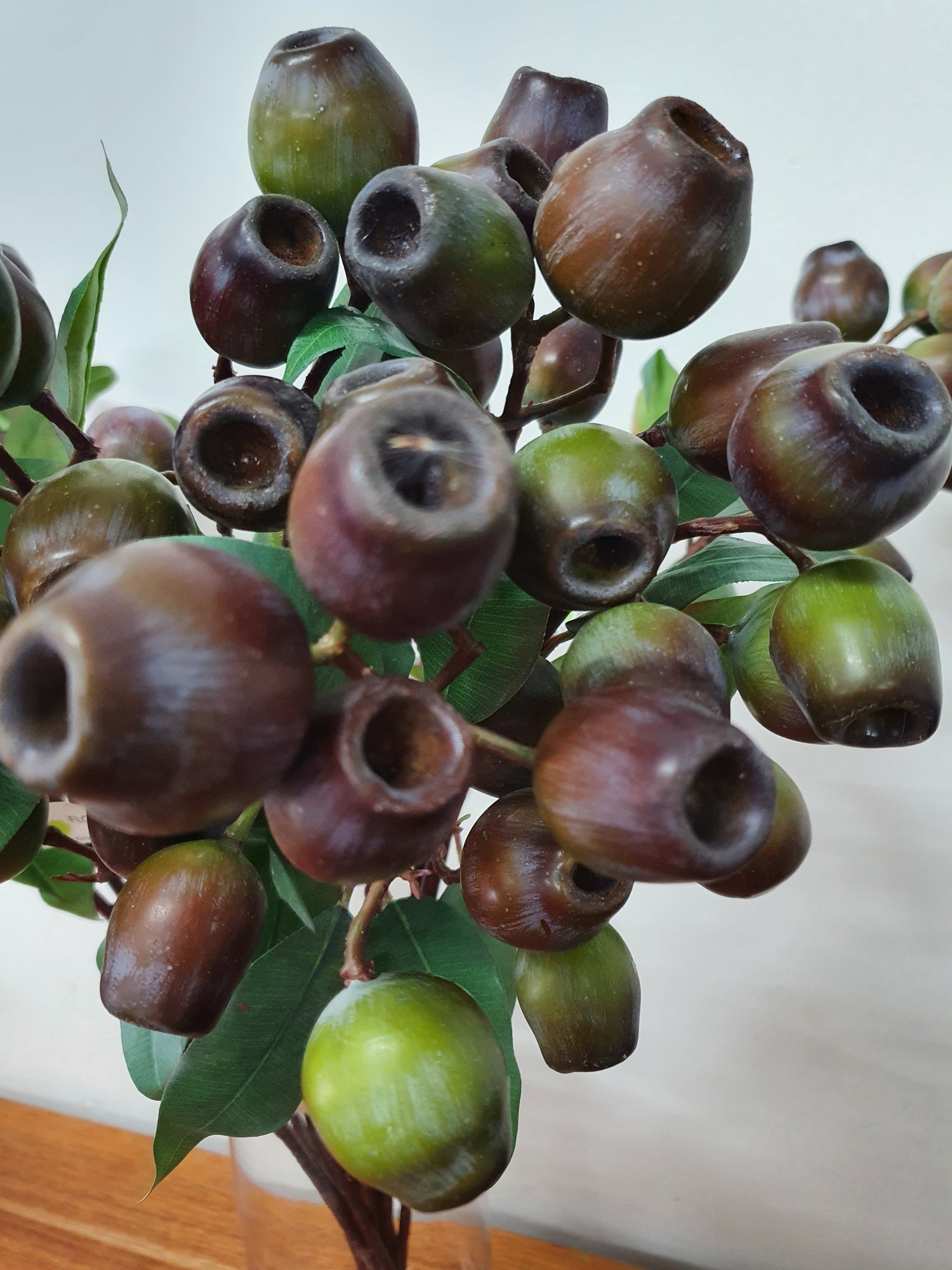 Large Gum Nuts