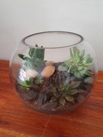 Fishbowl Terrariums